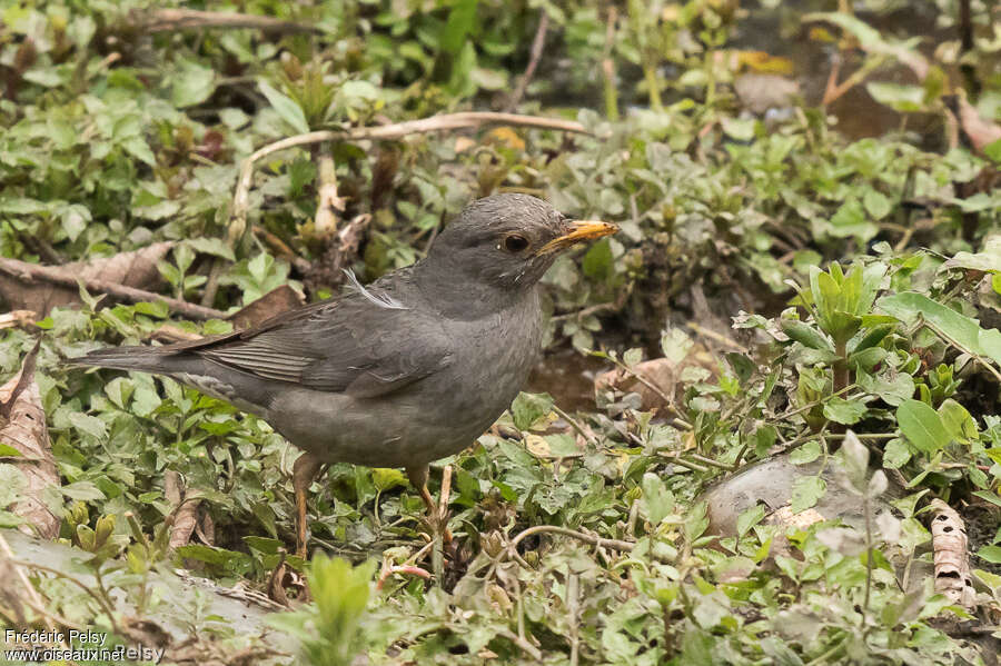 Merle unicolore mâle adulte, habitat, pigmentation