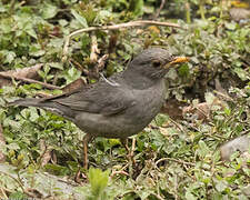 Tickell's Thrush