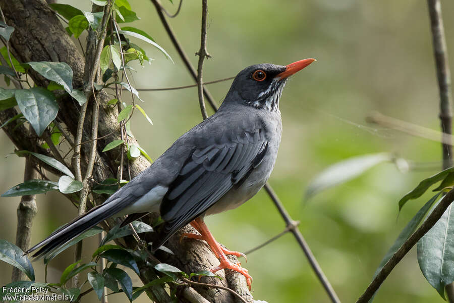 Red-legged Thrushadult, habitat