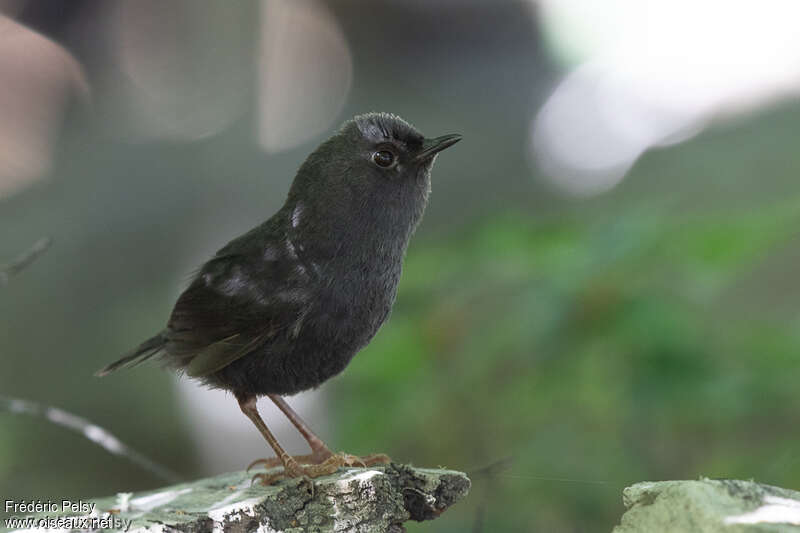 Magellanic Tapaculo male adult