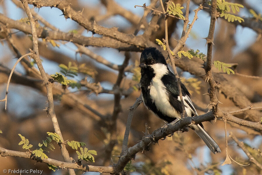 Mésange à ailes blanches