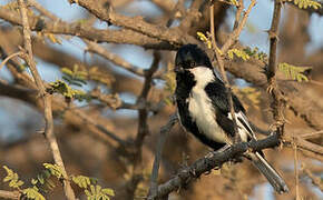 White-naped Tit