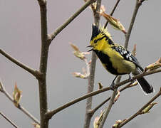 Yellow-cheeked Tit