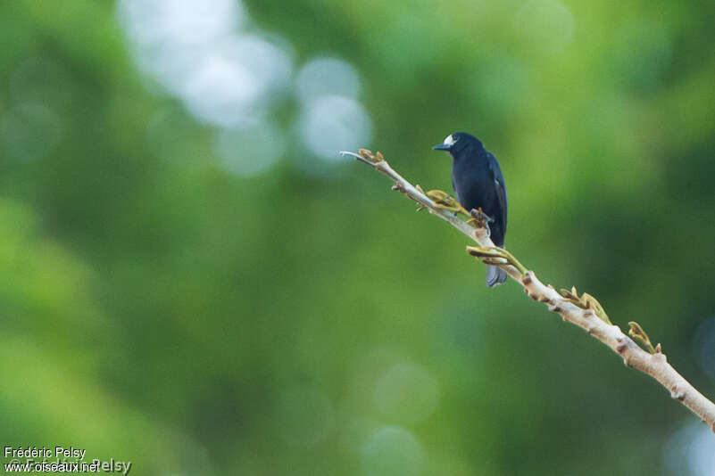 Mésange à front blancadulte