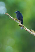 White-fronted Tit