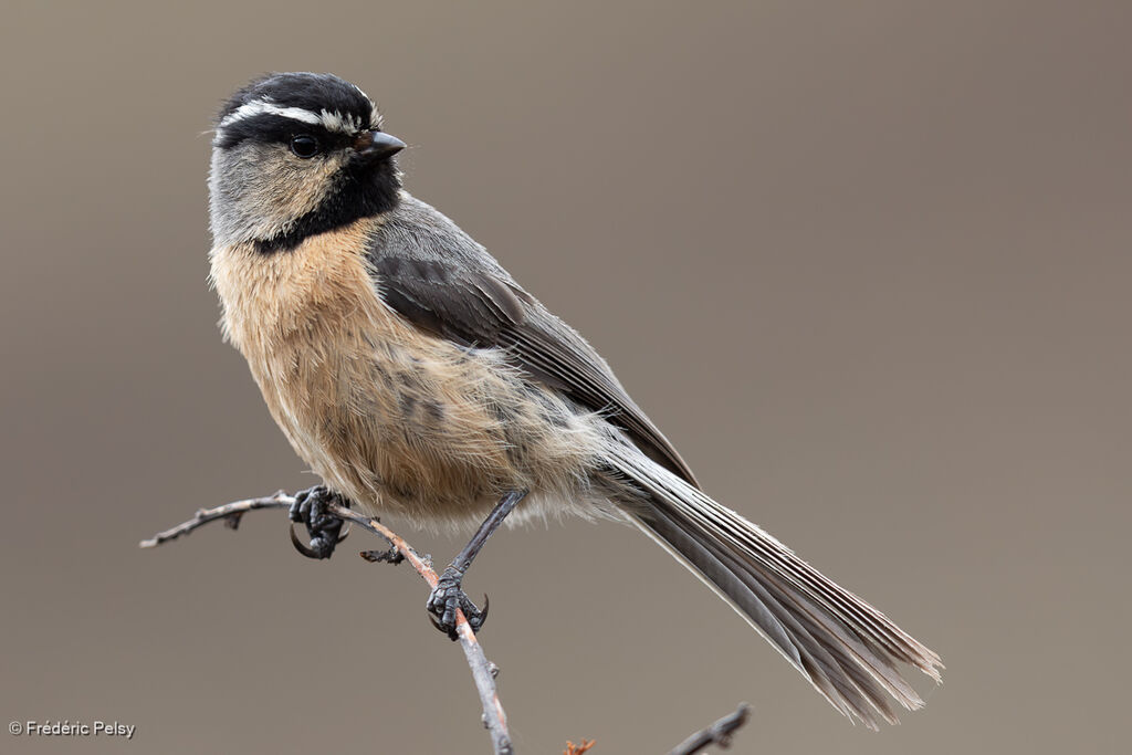 White-browed Tit