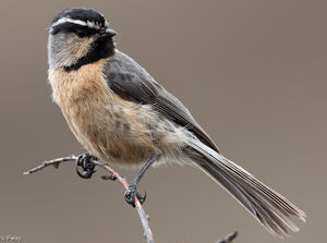 Mésange à sourcils blancs