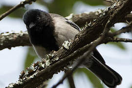 Stripe-breasted Tit