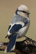 Azure Tit