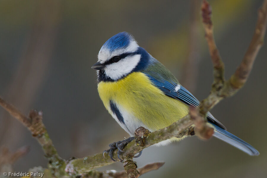 Mésange bleueadulte