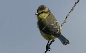 Mésange bleue