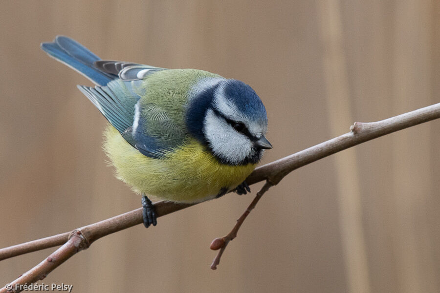 Mésange bleue