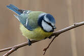 Mésange bleue