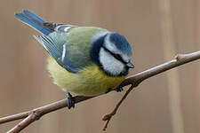 Mésange bleue