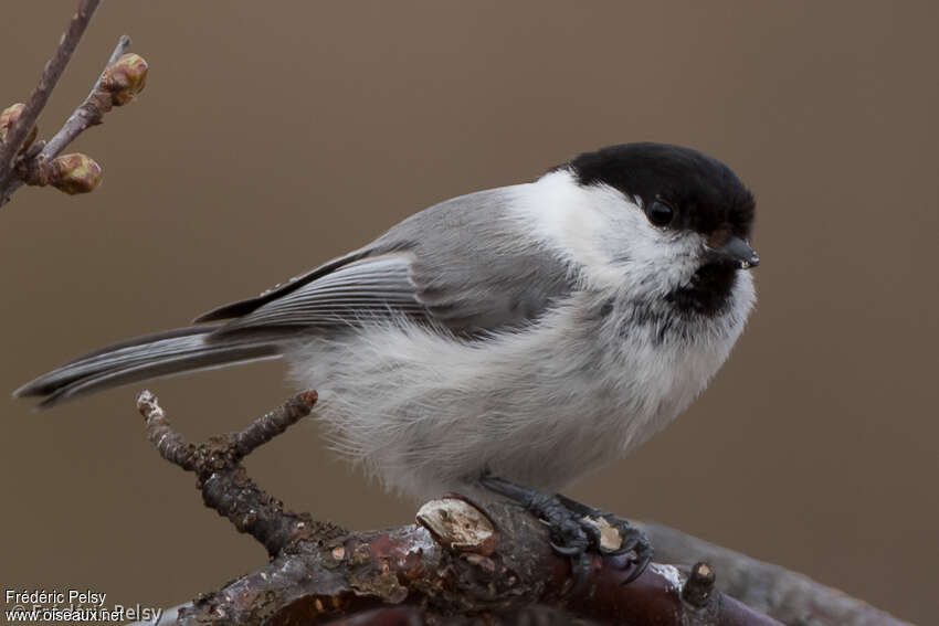 Mésange boréaleadulte, portrait