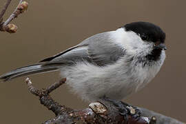 Willow Tit