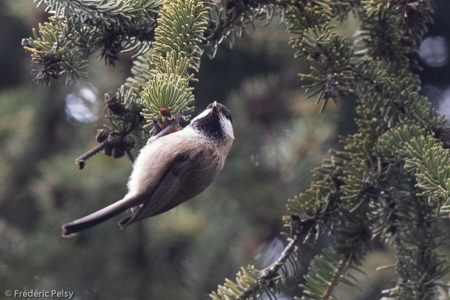 Mésange boréale