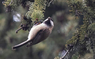 Mésange boréale