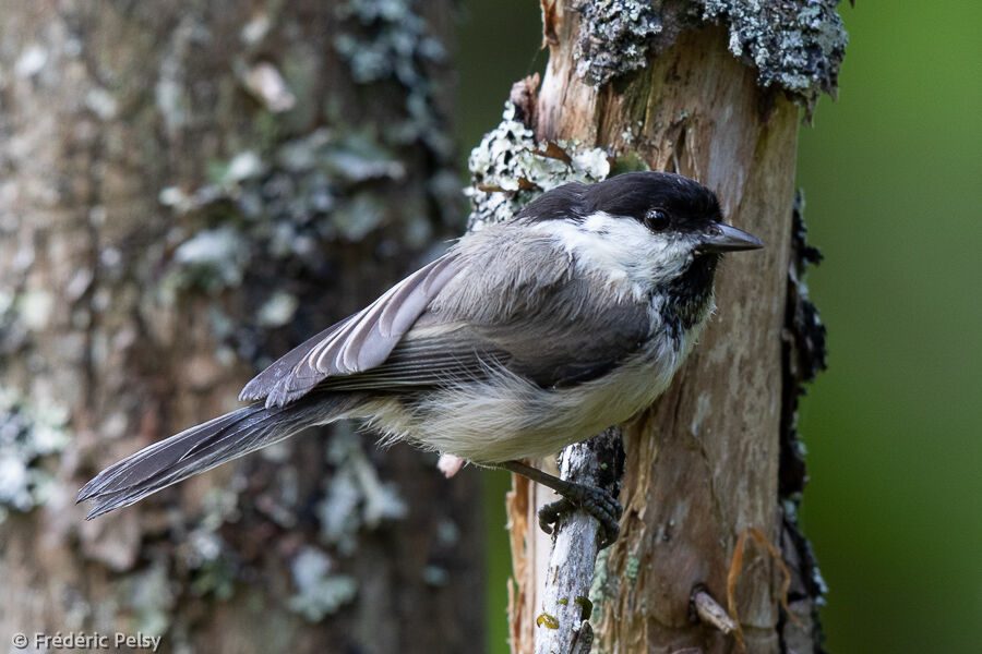 Mésange boréale