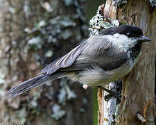 Willow Tit