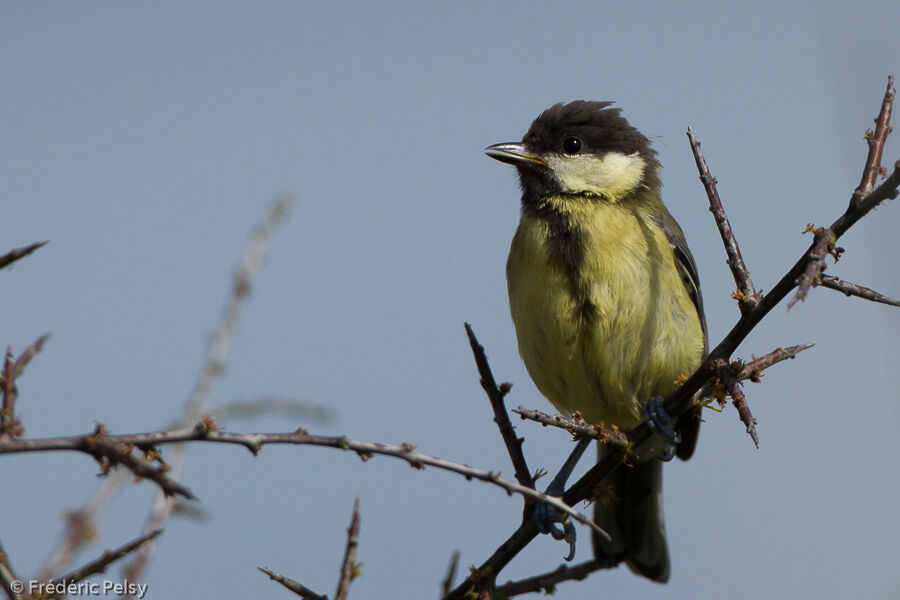 Mésange charbonnièrejuvénile