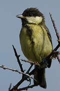 Great Tit