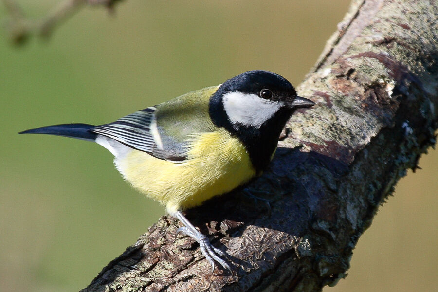 Mésange charbonnièreadulte