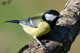 Great Tit