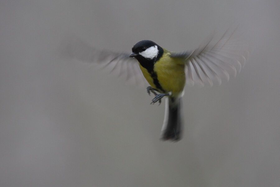 Mésange charbonnièreadulte, Vol