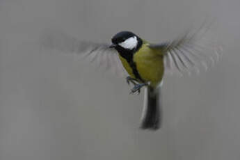 Mésange charbonnière