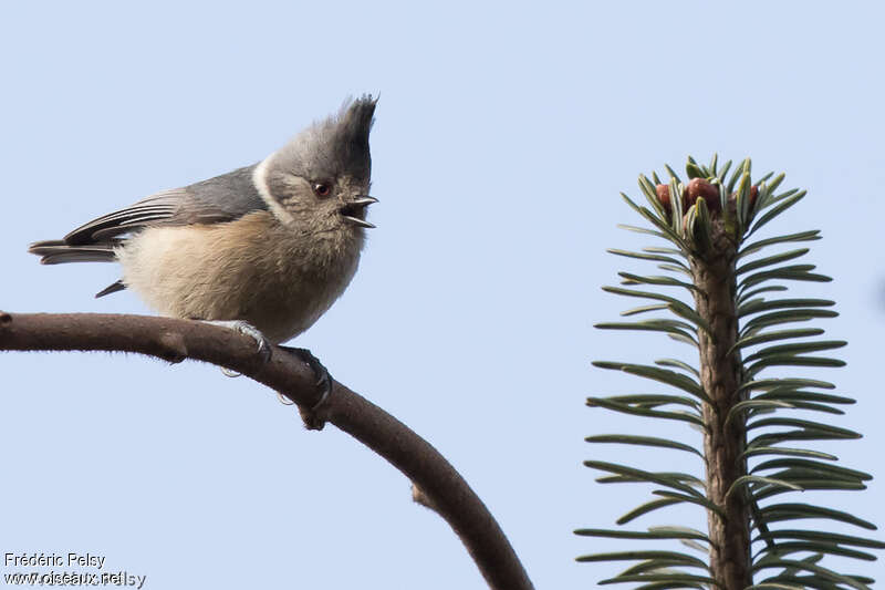Grey-crested Titadult, song