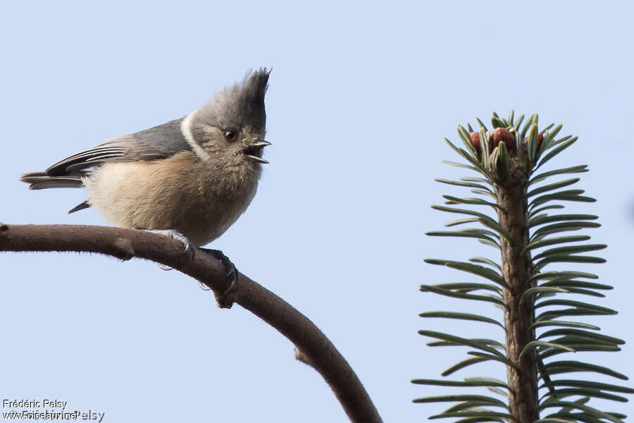 Mésange des bouleauxadulte, chant