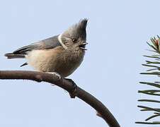 Grey-crested Tit