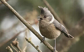 Grey-crested Tit