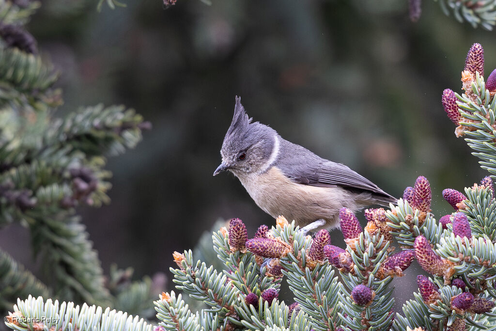 Grey-crested Tit