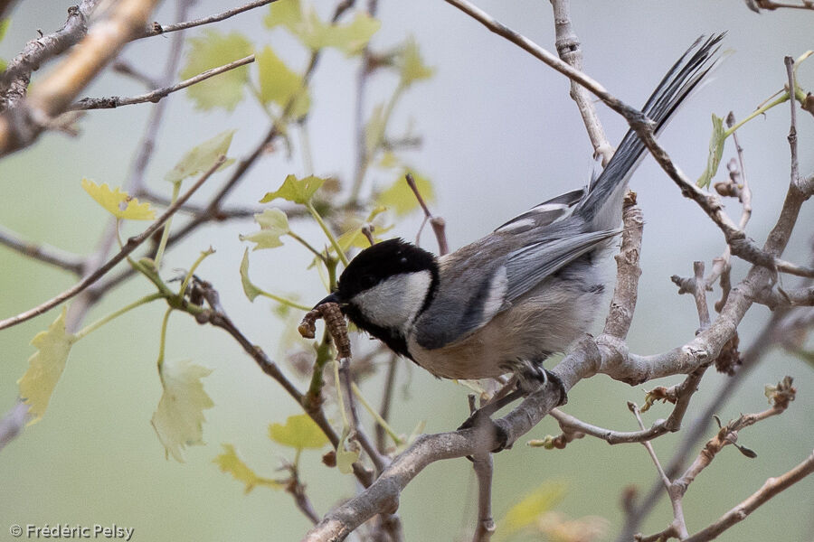 Mésange du Turkestan, mange