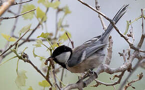 Mésange du Turkestan