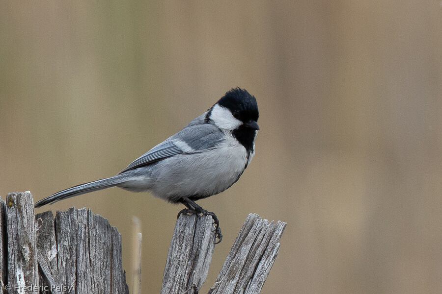 Great Tit (bokharensis)