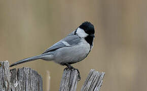 Great Tit (bokharensis)