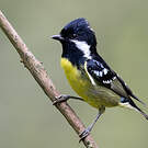 Mésange gracieuse