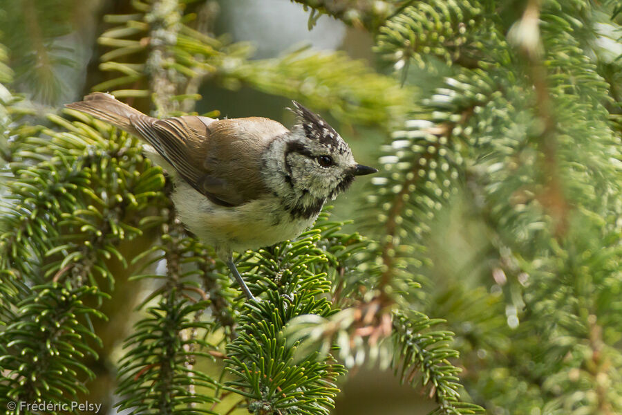 Mésange huppéeimmature