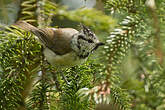 Mésange huppée