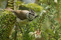 Mésange huppée