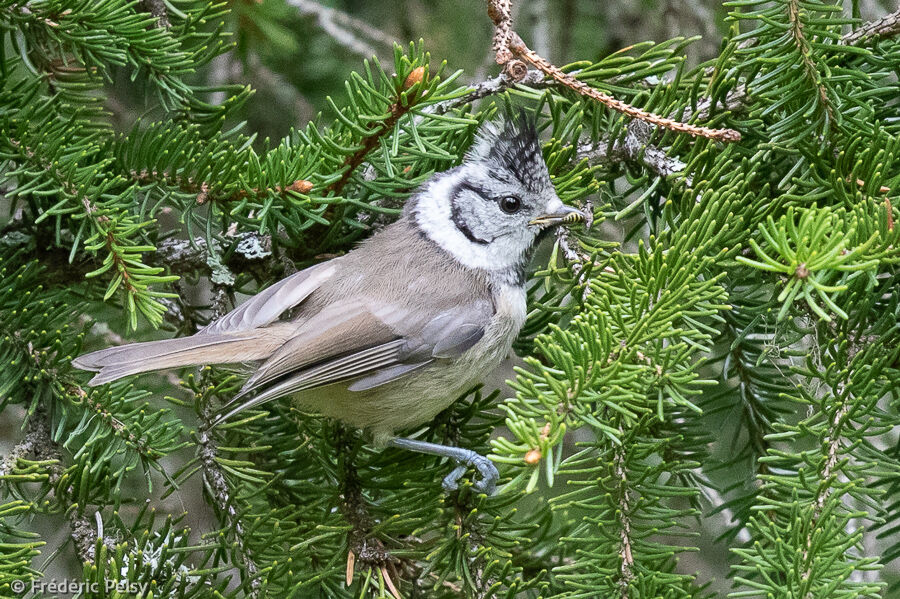 Mésange huppéejuvénile, mange