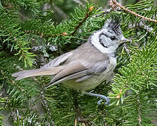 European Crested Tit