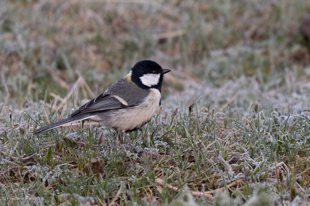 Cinereous Tit