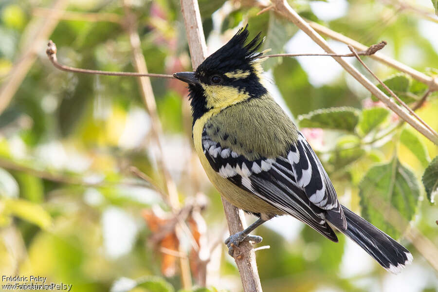 Indian Black-lored Tit