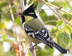 Indian Black-lored Tit