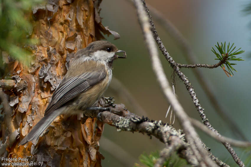 Mésange laponeadulte, habitat, pigmentation, pêche/chasse, Nidification