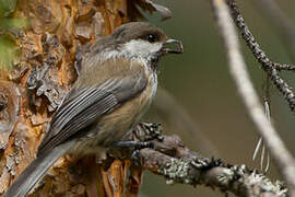 Grey-headed Chickadee